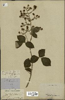spécimen de Rubus sp.