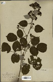 spécimen de Rubus radula