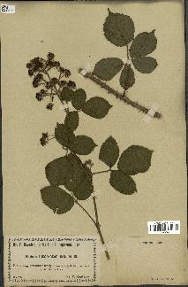 spécimen de Rubus adornatus