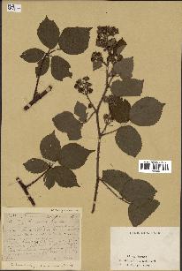 spécimen de Rubus conspicuus