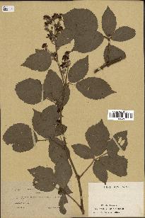 spécimen de Rubus thyrsoideus