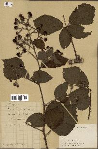 spécimen de Rubus pallidus