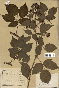 spécimen de Rubus fuscus