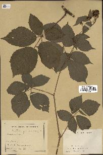 spécimen de Rubus fuscus