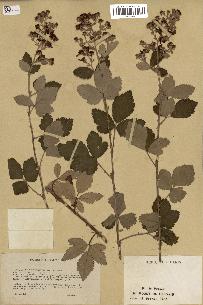 spécimen de Rubus tomentosus