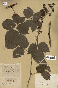 spécimen de Rubus cuspidatus