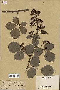 spécimen de Rubus vestitus