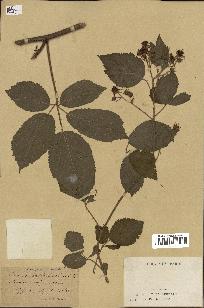 spécimen de Rubus pallidus