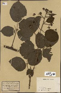 spécimen de Rubus hirsutus