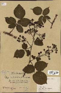 spécimen de Rubus discerptus