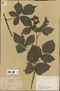 spécimen de Rubus thyrsiflorus