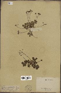 spécimen de Diposis saniculifolia