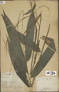 spécimen de indet.