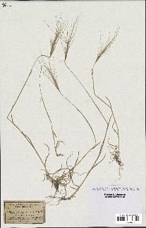 spécimen de Triticum triunciale