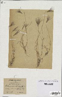 spécimen de Triticum ovatum