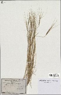 spécimen de Triticum triunciale