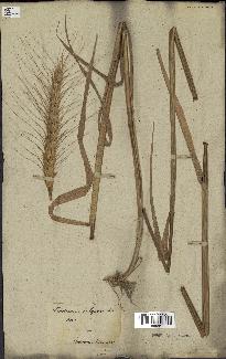 spécimen de Triticum vulgare