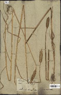 spécimen de Triticum vulgare