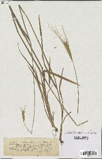 spécimen de Triticum monococcum