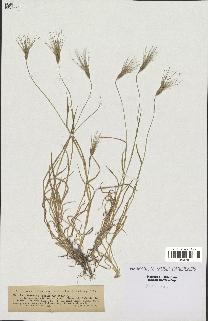 spécimen de Triticum ovatum