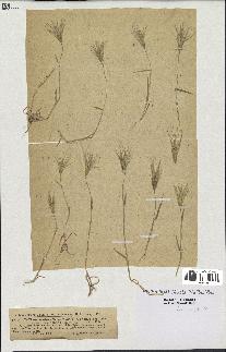 spécimen de Triticum ovatum