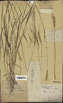 spécimen de Triticum monococcum