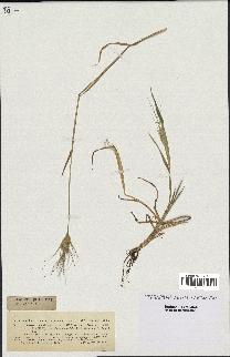 spécimen de Triticum triaristatum