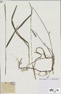 spécimen de Triticum repens