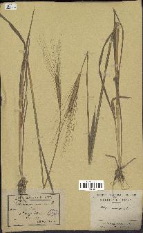 spécimen de Triticum monococcum