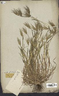 spécimen de Aegilops ovata