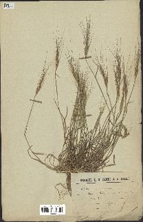 spécimen de Aegilops triuncialis