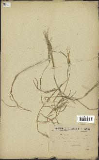spécimen de Aegilops triuncialis