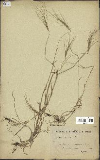 spécimen de Aegilops triuncialis