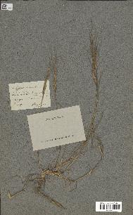 spécimen de Aegilops triuncialis