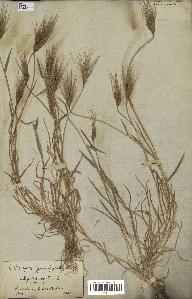 spécimen de Aegilops ovata