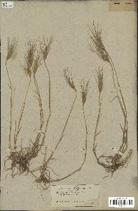 spécimen de Aegilops triuncialis