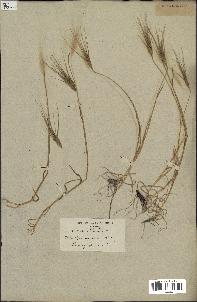 spécimen de Aegilops triuncialis