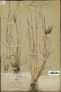 spécimen de Aegilops triuncialis