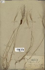spécimen de Aegilops triuncialis