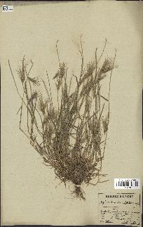 spécimen de Aegilops triuncialis