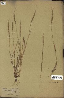spécimen de Aegilops ventricosa