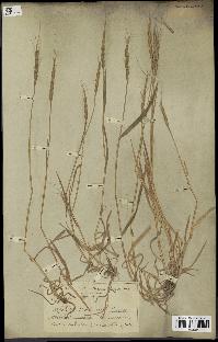 spécimen de Aegilops ventricosa