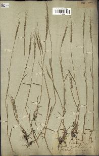 spécimen de Aegilops ventricosa