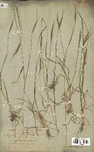 spécimen de Aegilops ventricosa