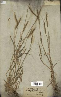 spécimen de Aegilops ventricosa