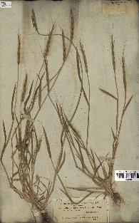 spécimen de Aegilops ventricosa
