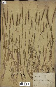 spécimen de Aegilops ventricosa