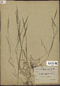 spécimen de Aegilops ventricosa