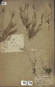 spécimen de Aegilops ovata
