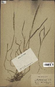 spécimen de Aegilops ventricosa